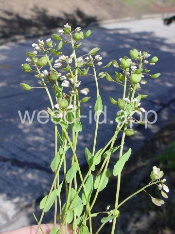 pennycress, thoroughwort